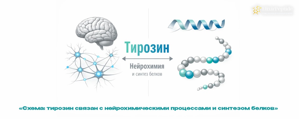 Схема- тирозин связан с нейрохимическими процессами и синтезом белков .jpg Схема- тирозин связан с нейрохимическими процессами и синтезом белков .jpg