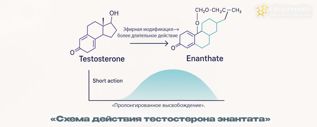 Схема действия тестостерона энантата.png Схема действия тестостерона энантата.png