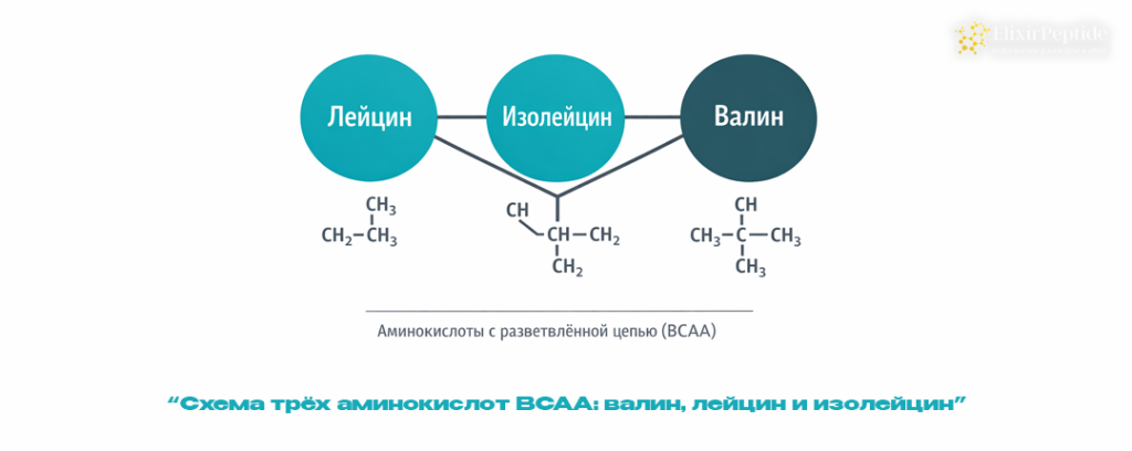 Схема трёх аминокислот BCAA- валин лейцин и изолейцин.png Схема трёх аминокислот BCAA- валин лейцин и изолейцин.png