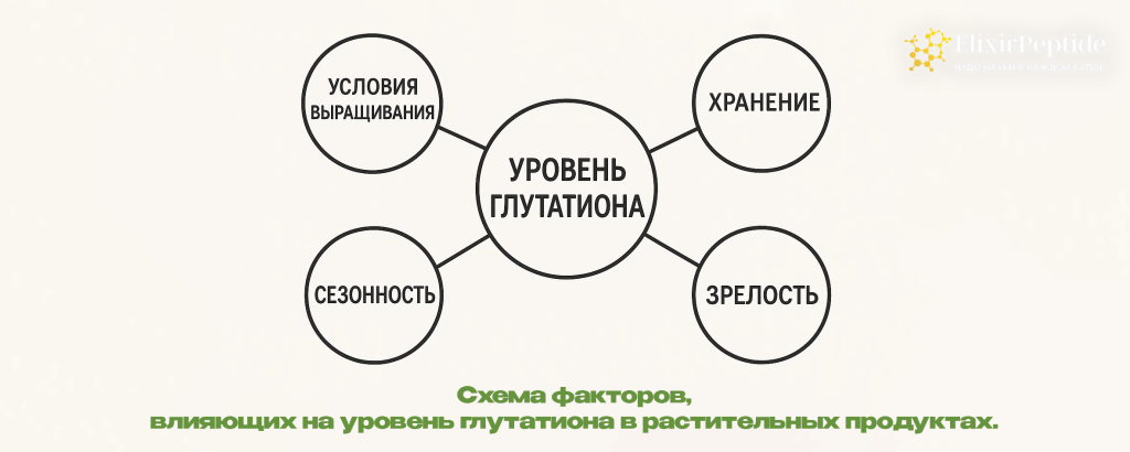 Схема факторов влияющих на уровень глутатиона в растительных продуктах. .png Схема факторов влияющих на уровень глутатиона в растительных продуктах. .png