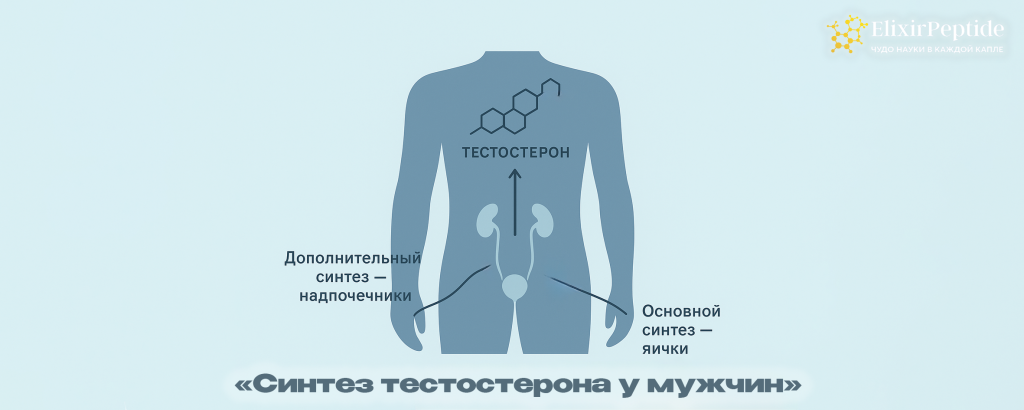 Синтез тестостерона у мужчин.png Синтез тестостерона у мужчин.png