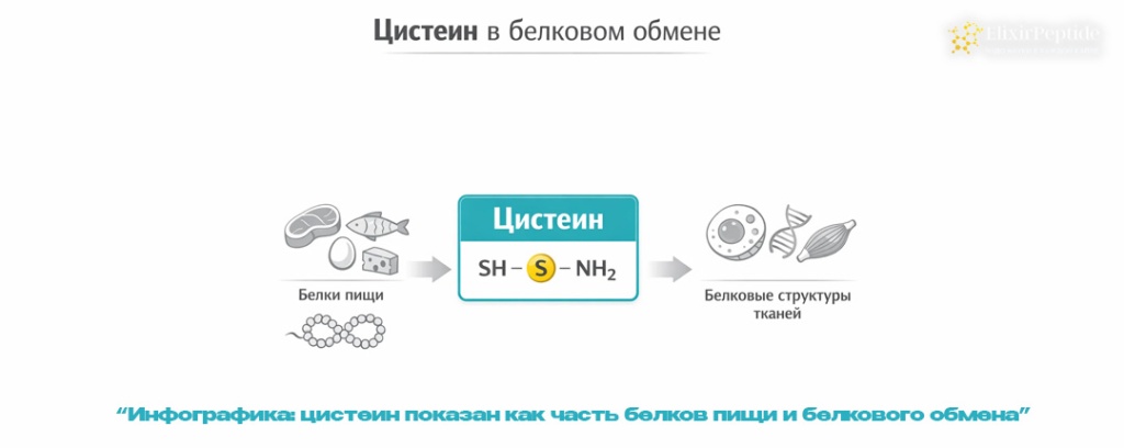 Инфографика- цистеин показан как часть белков пищи и белкового обмена .jpg Инфографика- цистеин показан как часть белков пищи и белкового обмена .jpg
