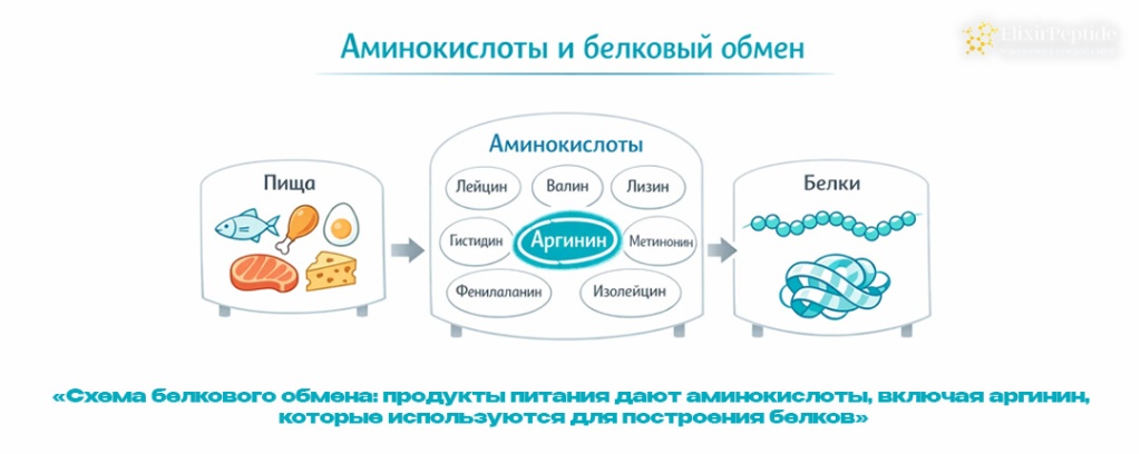 Схема белкового обмена- продукты питания дают аминокислоты включая аргинин которые используются для построения белков.jpg Схема белкового обмена- продукты питания дают аминокислоты включая аргинин которые используются для построения белков.jpg