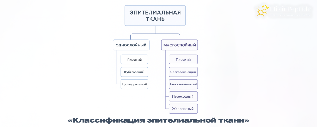 Классификация эпителиальной ткани.png