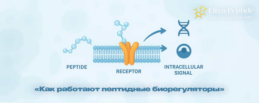 Как работают пептидные биорегуляторы .png