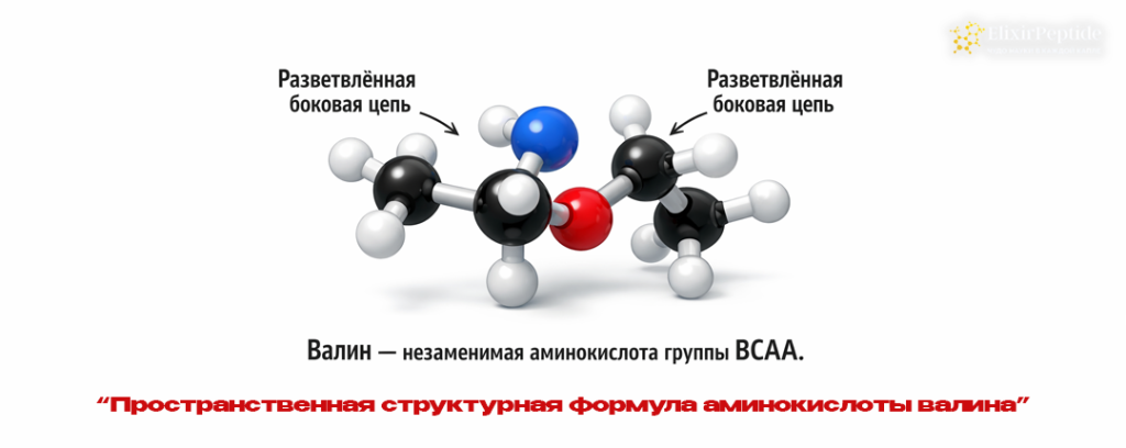 Пространственная структурная формула аминокислоты валина.png Пространственная структурная формула аминокислоты валина.png