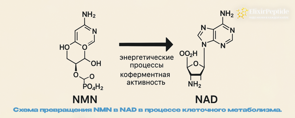Схема превращения NMN в NAD в процессе клеточного метаболизма. .png