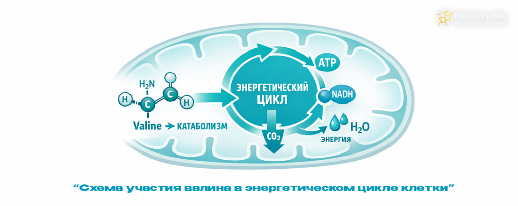Схема участия валина в энергетическом цикле клетки.png Схема участия валина в энергетическом цикле клетки.png