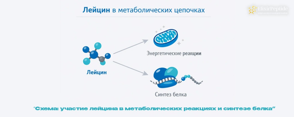 Схема- участие лейцина в метаболических реакциях и синтезе белка .jpg Схема- участие лейцина в метаболических реакциях и синтезе белка .jpg
