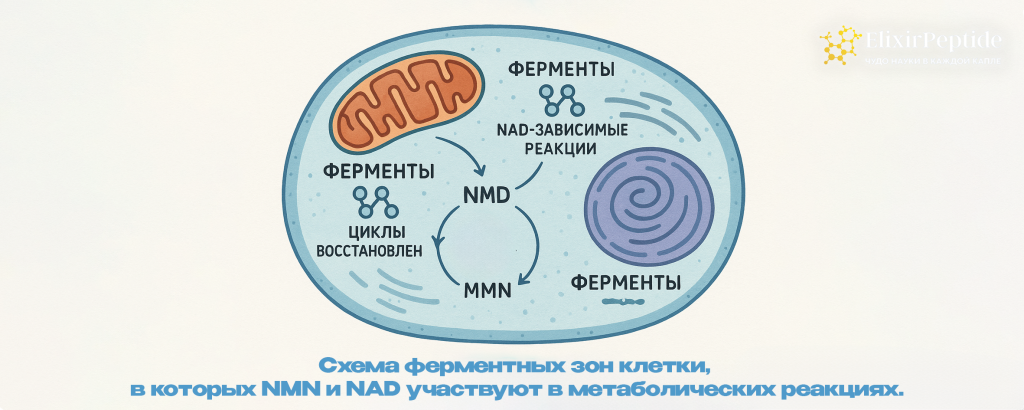 Схема ферментных зон клетки в которых NMN и NAD участвуют в метаболических реакциях..png