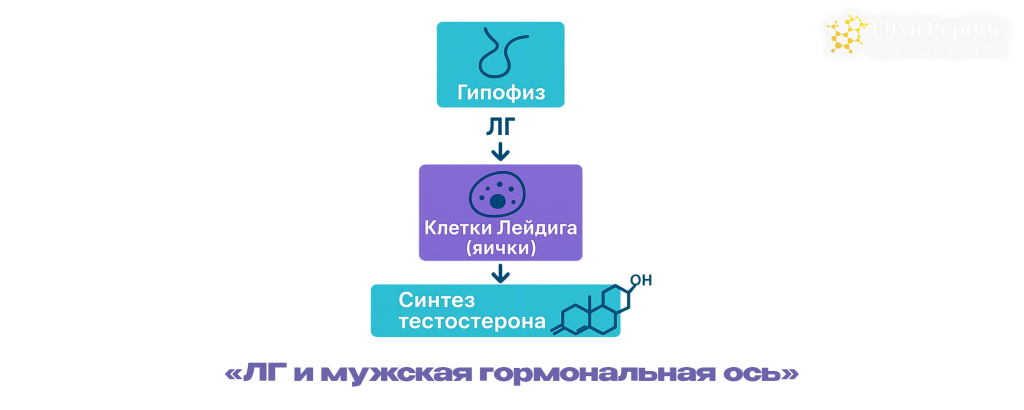 ЛГ и мужская гормональная ось.png