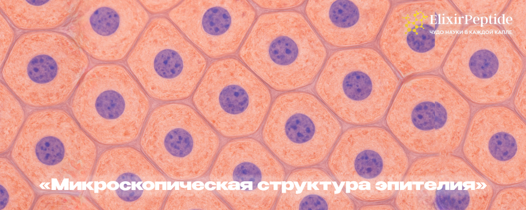 Микроскопическая структура эпителия.png