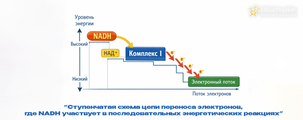 Ступенчатая схема цепи переноса электронов, где NADH участвует в последовательных энергетических реакциях. .png Ступенчатая схема цепи переноса электронов, где NADH участвует в последовательных энергетических реакциях. .png