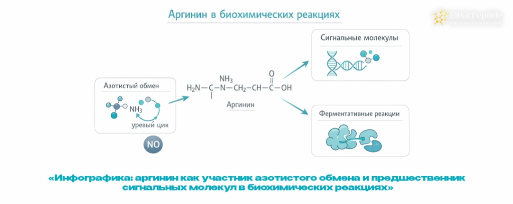 Инфографика- аргинин как участник азотистого обмена и предшественник сигнальных молекул в биохимических реакциях .jpg Инфографика- аргинин как участник азотистого обмена и предшественник сигнальных молекул в биохимических реакциях .jpg