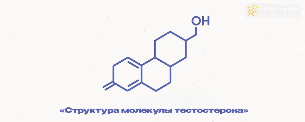 Тестостерон: что это такое